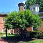 Faculty Fellows gather and discuss their research weekly in Hyde Hall, the home of the Institute for the Arts and Humanities.