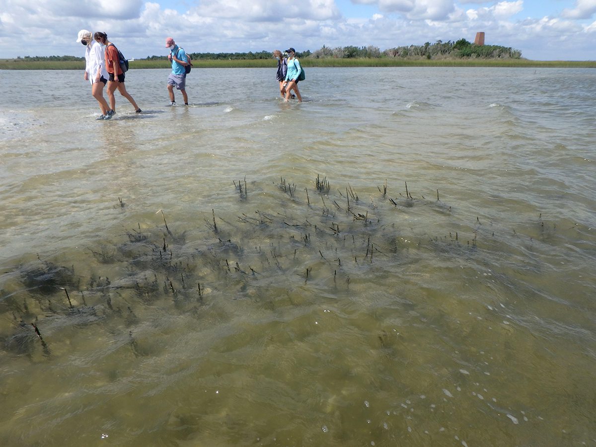 UNC undergrads visit Phillips Island as part of Dr. Niels Lindquist’s class in 2020. Photo: UNC-IMS