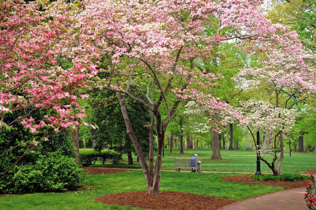 Spring views at the University of North Carolina at Chapel Hill. Photographed near the Old Well on McCorkle Place.
