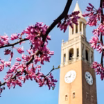 Redbud blossoms with the Bell Tower in the background.